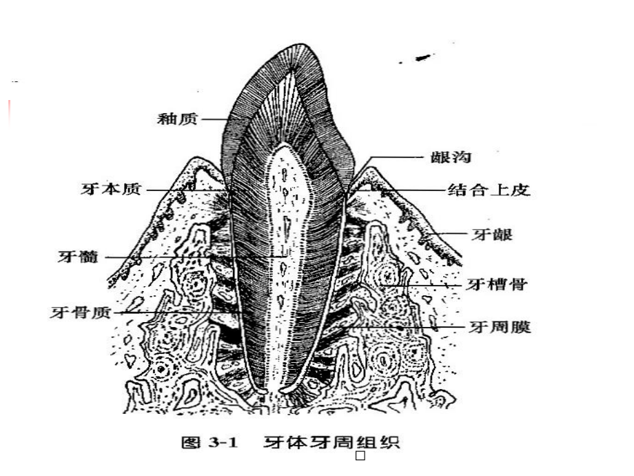 3牙体组织MicrosoftPowerPoint演示文稿.pptx_第3页