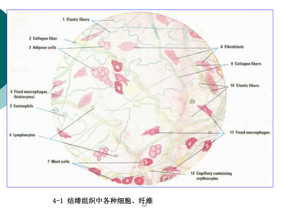 4固有结缔组织.pptx_第3页