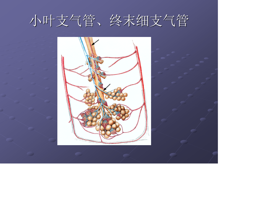 胸部常见CT征象认读..ppt_第3页