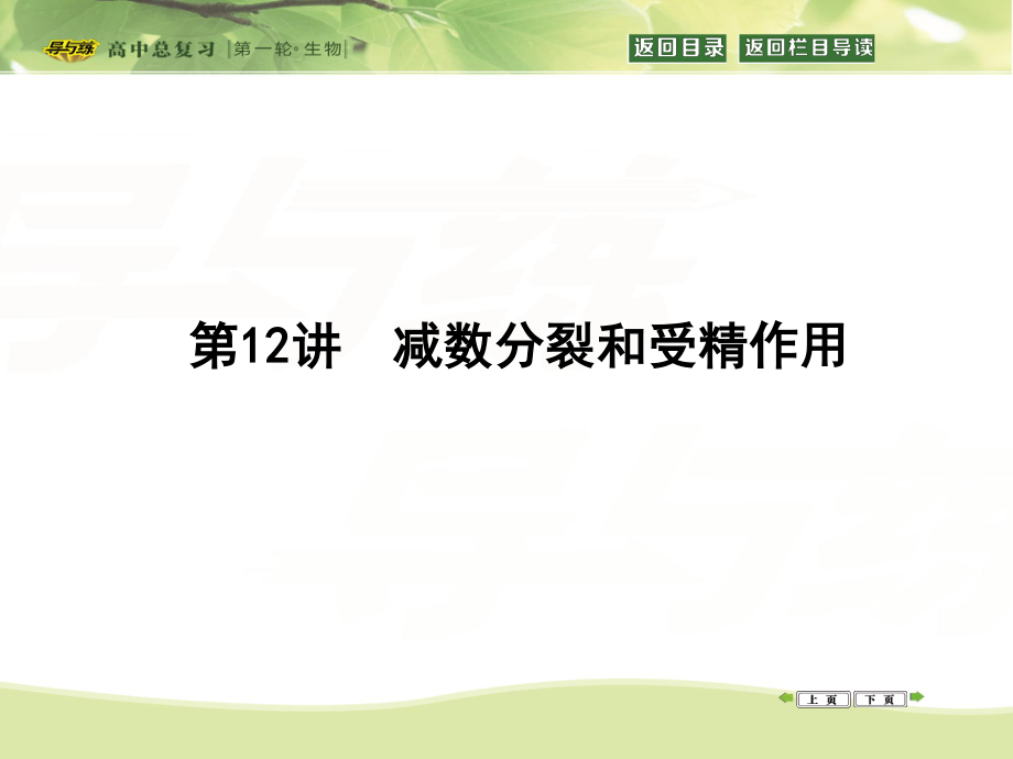 细胞的减数分裂.ppt_第1页