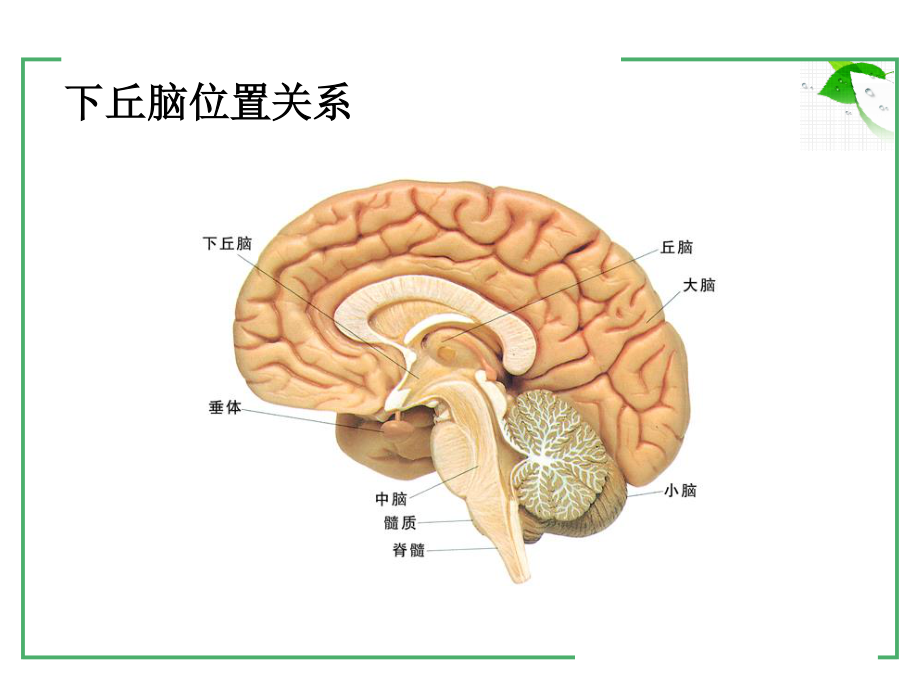 下丘脑与生命活动的调节.ppt_第3页