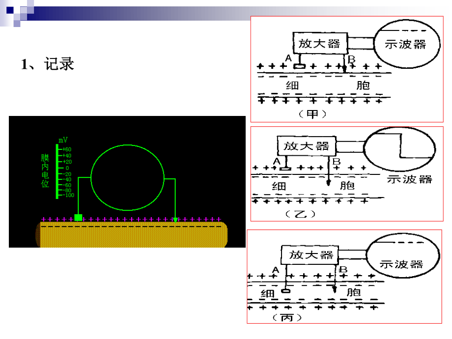 细胞电活动..ppt_第3页