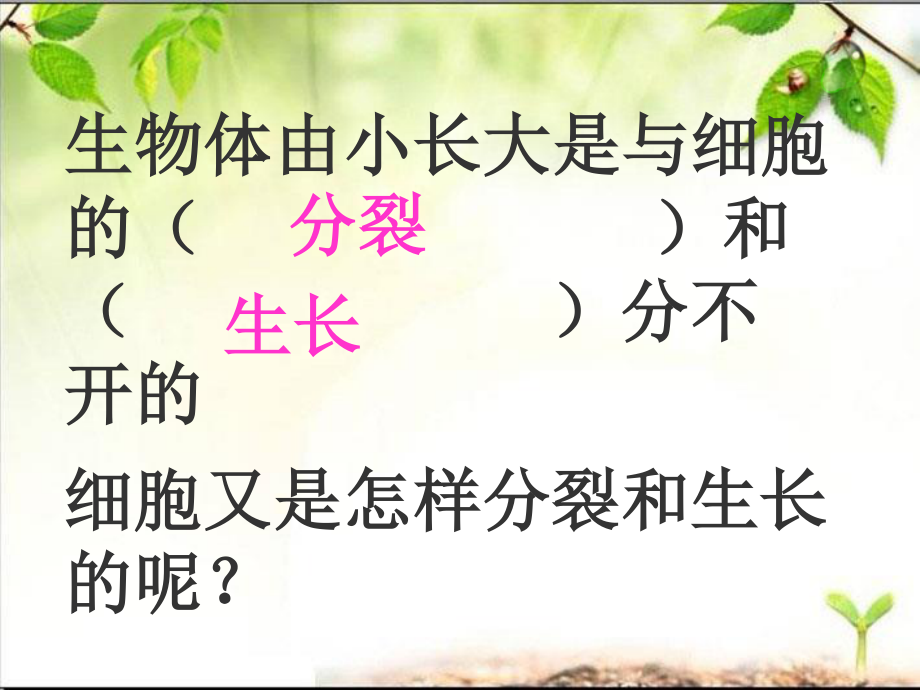 细胞分裂和生长.ppt_第3页