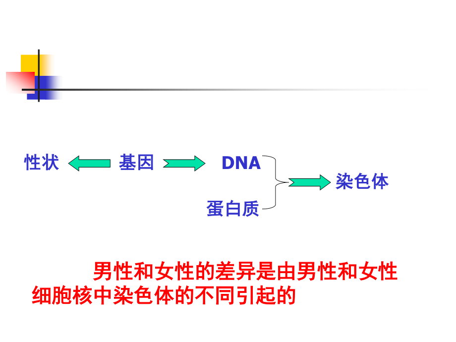 体细胞中常染色体和性染色体的数目生殖细胞中呢.ppt_第2页