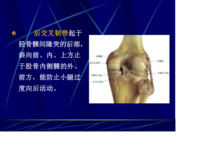 膝关节交叉韧带损伤.ppt_第3页