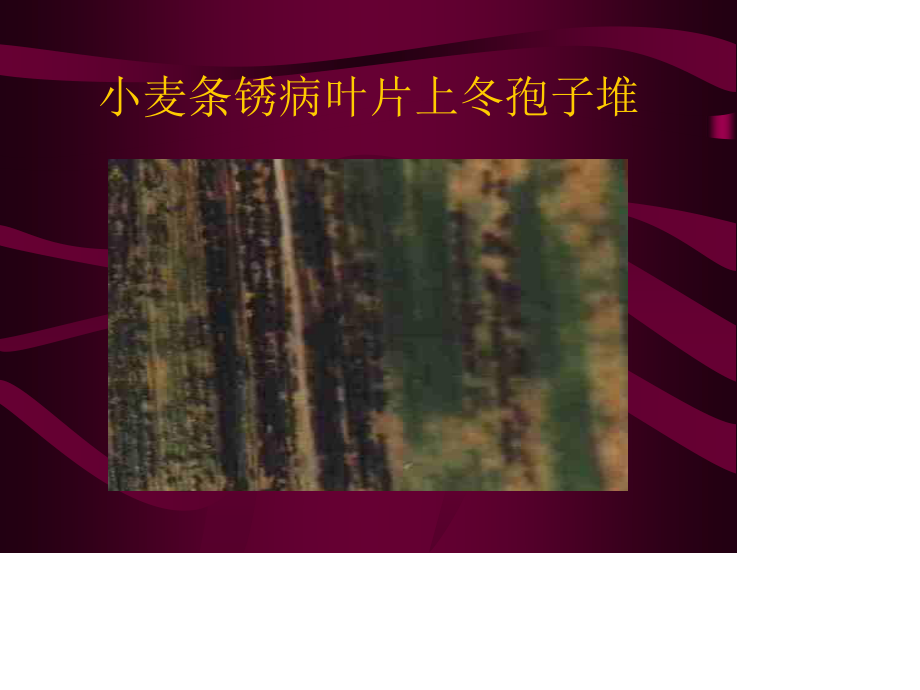 小麦病害防治技术-黑龙江农技学院.ppt_第3页