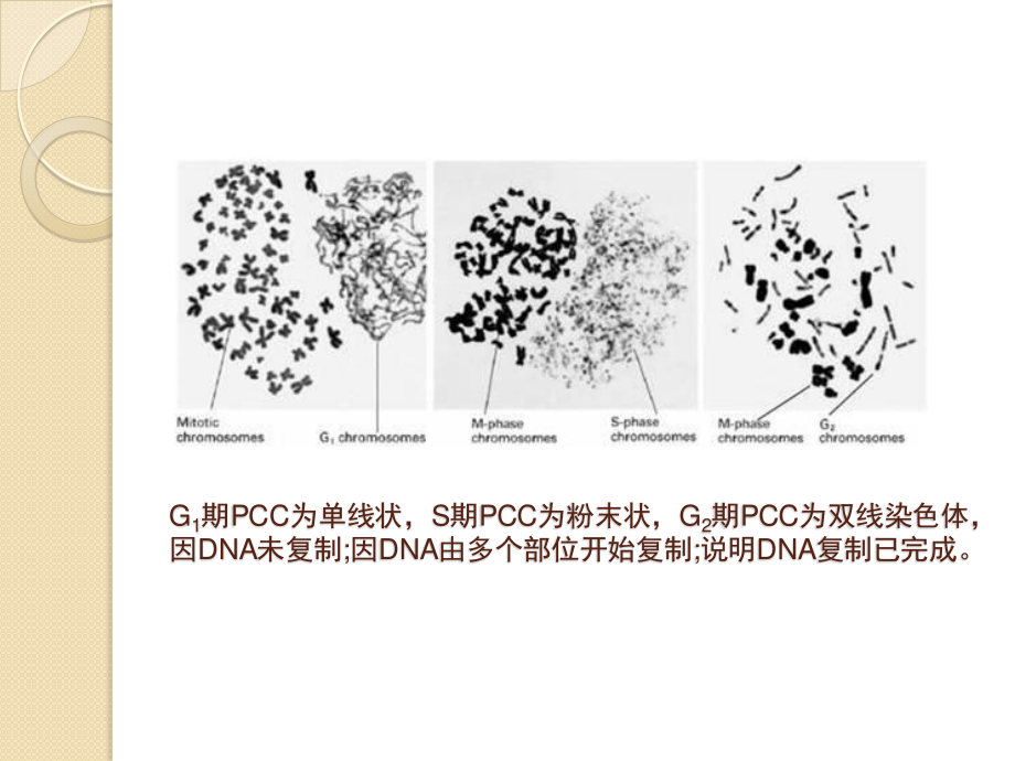 细胞周期调控(精).ppt_第3页