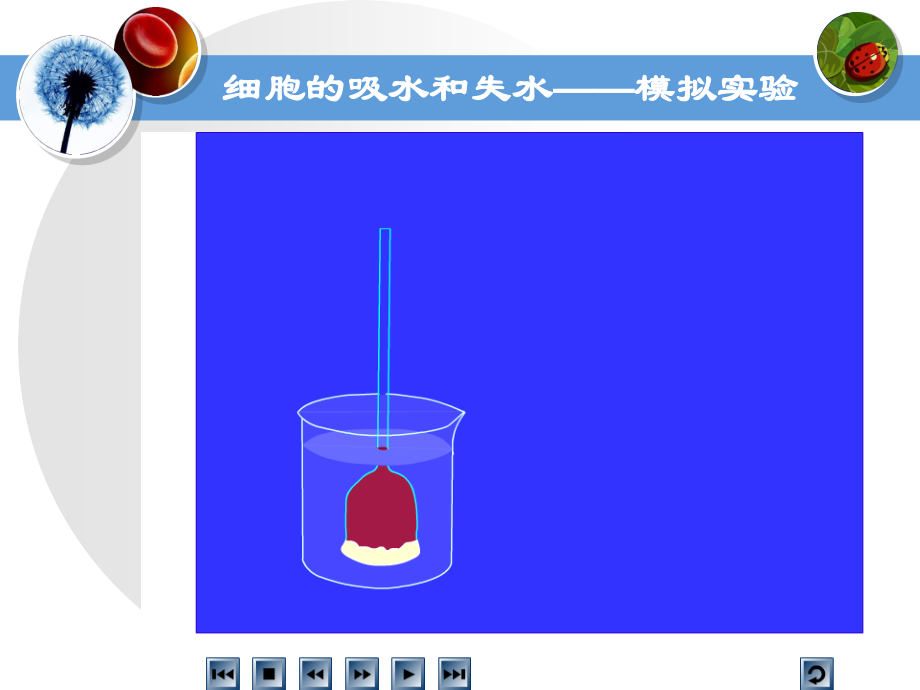 细胞的吸水和失水.ppt_第3页