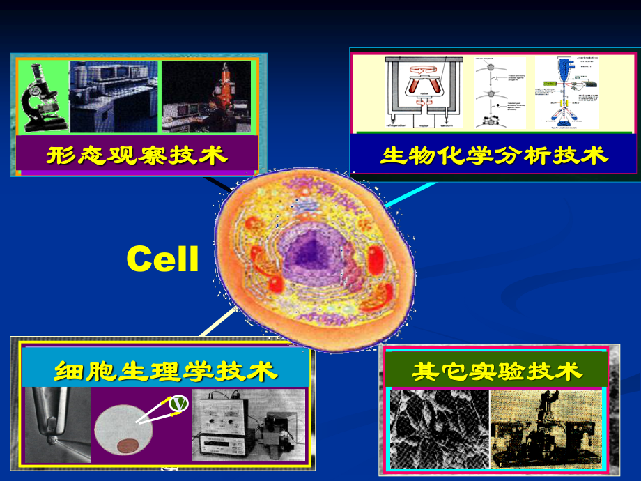 细胞培养常用技术.ppt_第2页