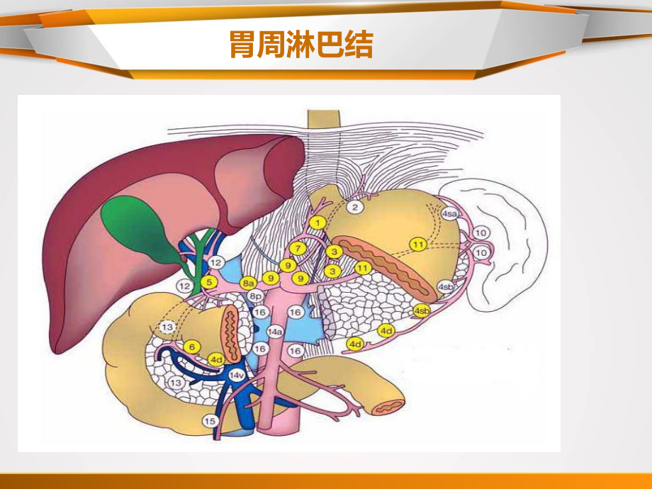 胃癌淋巴结分组.ppt_第1页