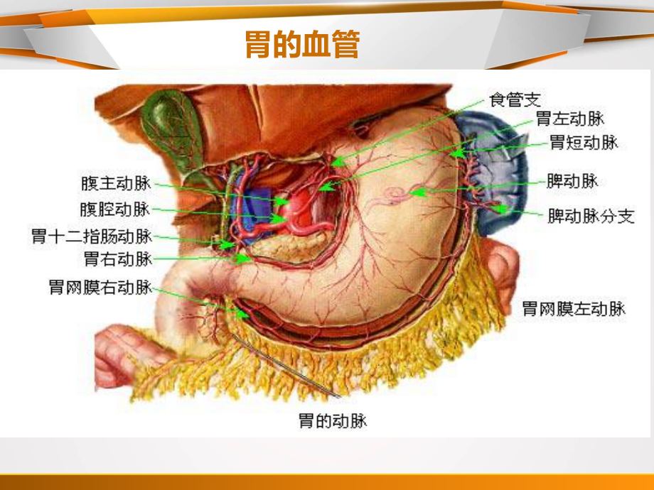 胃癌淋巴结分组.ppt_第3页