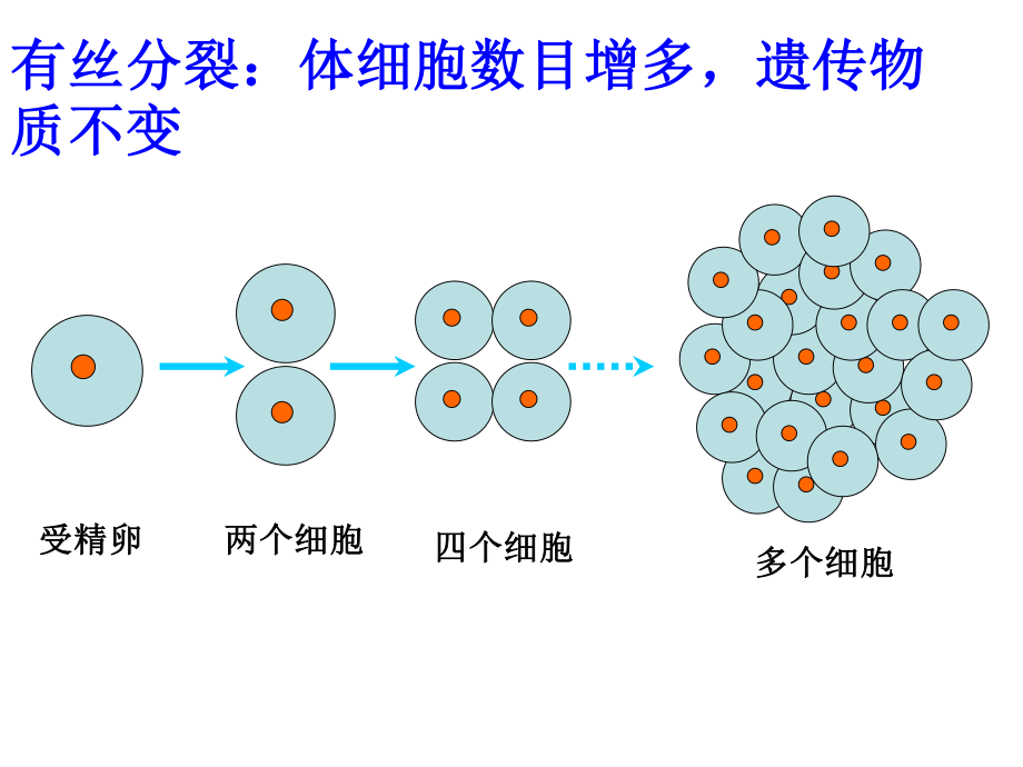 细胞的分化癌变.ppt_第2页