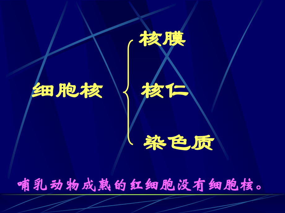 细胞核结构和功能.ppt_第2页