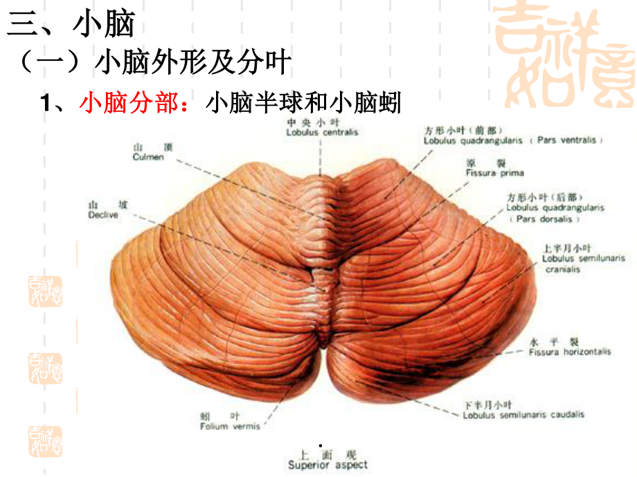 17人体组织学与解剖课件 神经系统3——小脑、间脑和大脑.pptx_第3页