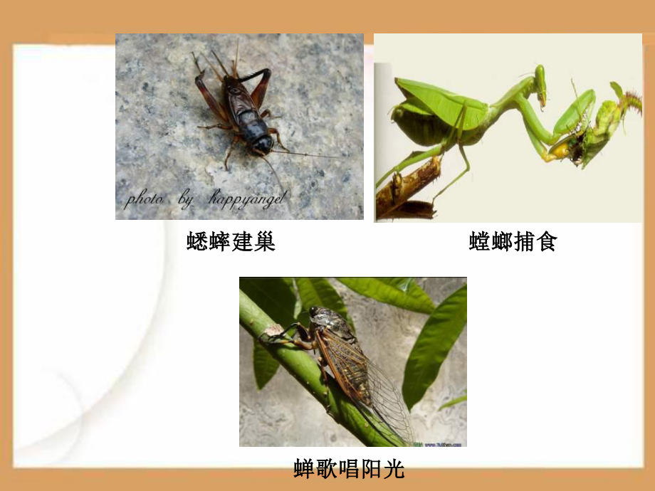 探索人生的真谛PPT课件.ppt_第2页