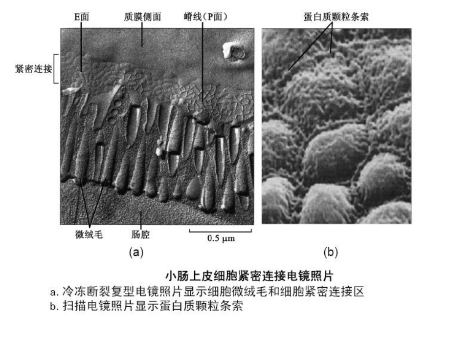 细胞连接与细胞粘连-(2).ppt_第2页