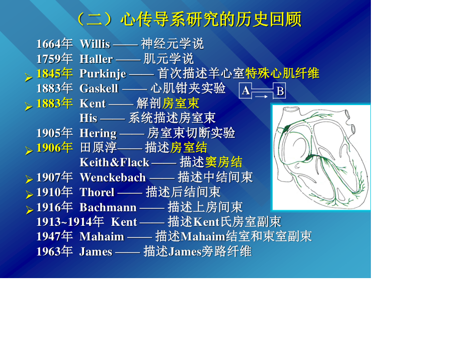 心脏传导系统剖析.ppt_第3页