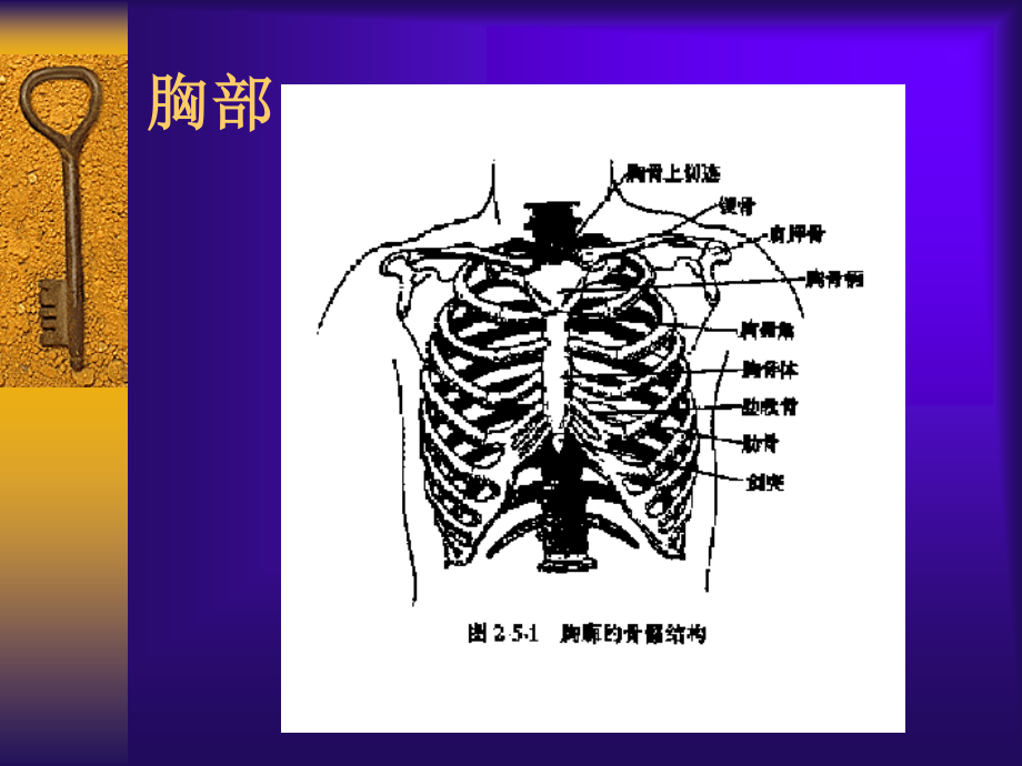 胸肺检查讲稿硕.ppt_第3页