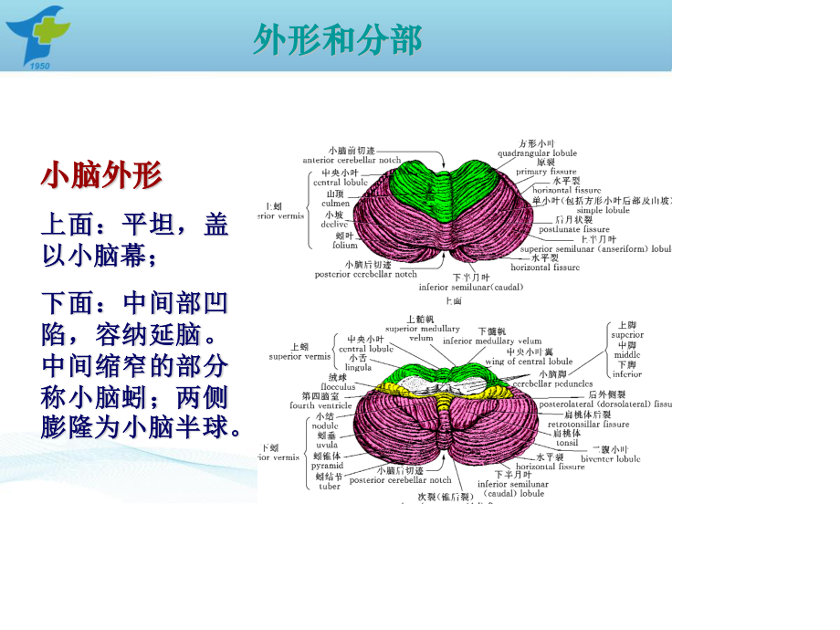 小脑出血诊疗规范.ppt_第3页