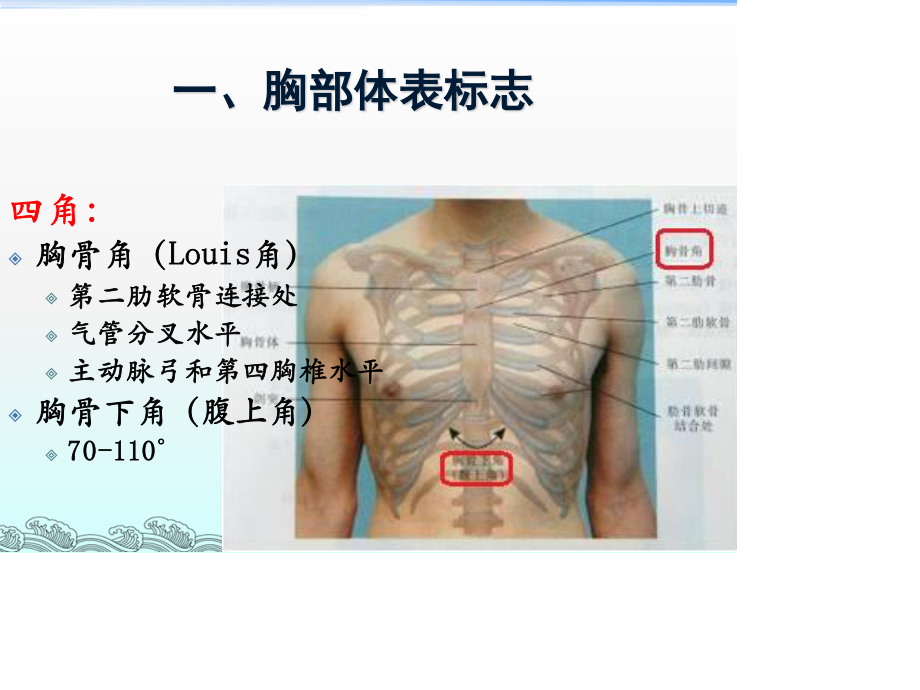 胸部体格检查-整理版.ppt_第2页