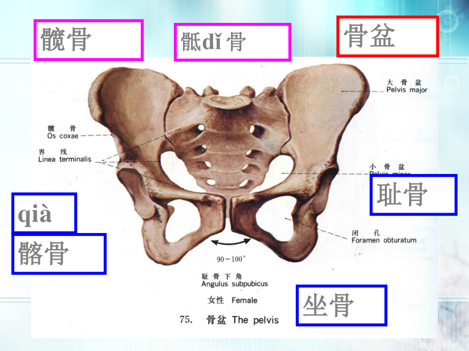 下肢骨及其连接.ppt_第2页