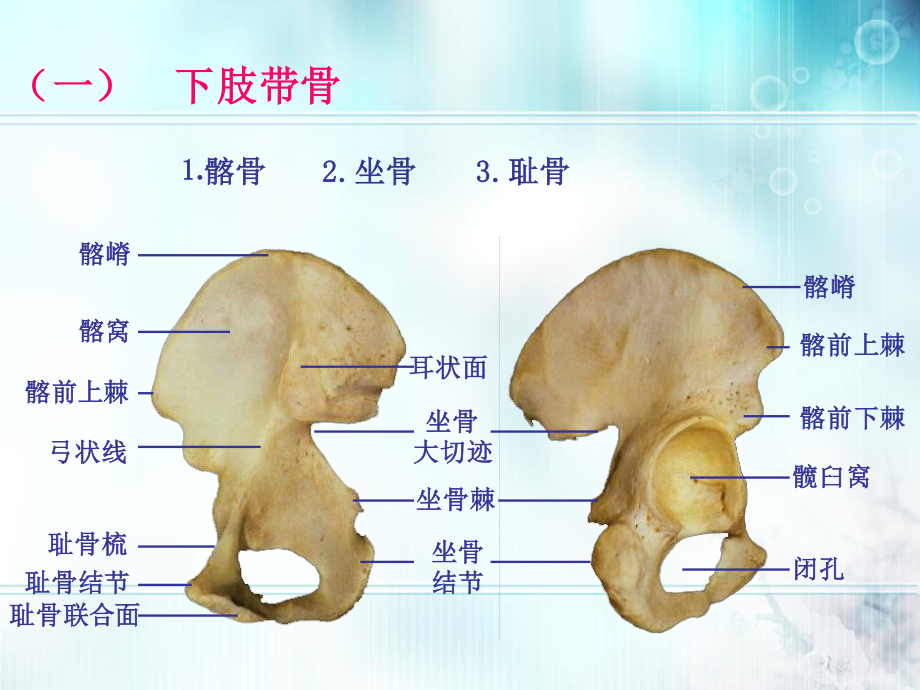 下肢骨及其连接.ppt_第3页