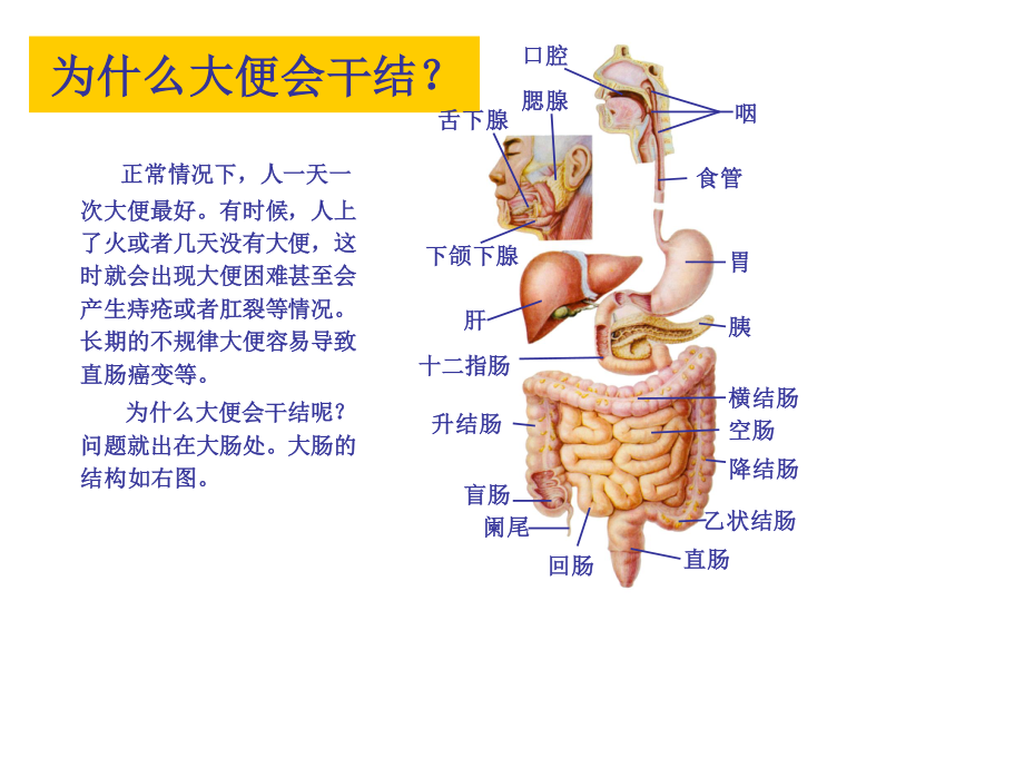 消化系统肝胆胰脾部分.ppt_第2页