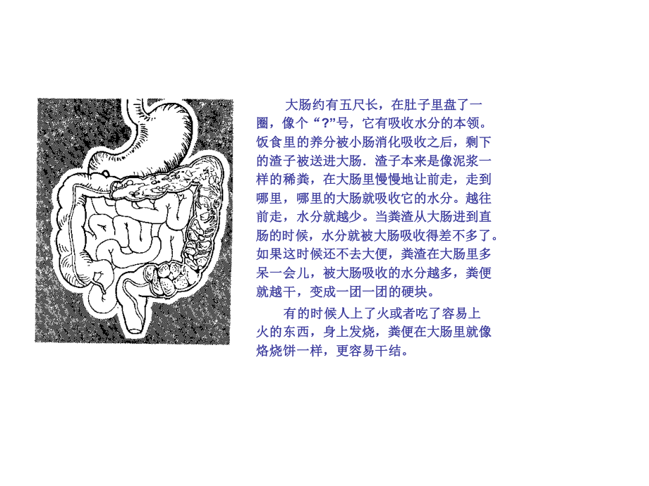 消化系统肝胆胰脾部分.ppt_第3页