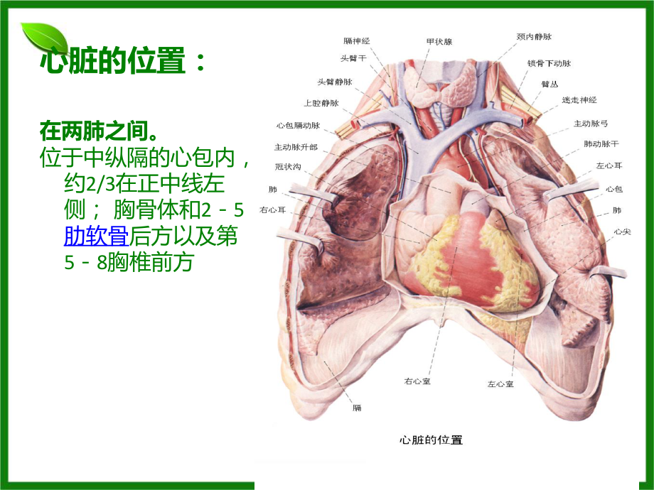 新2016心脏查体.ppt_第2页