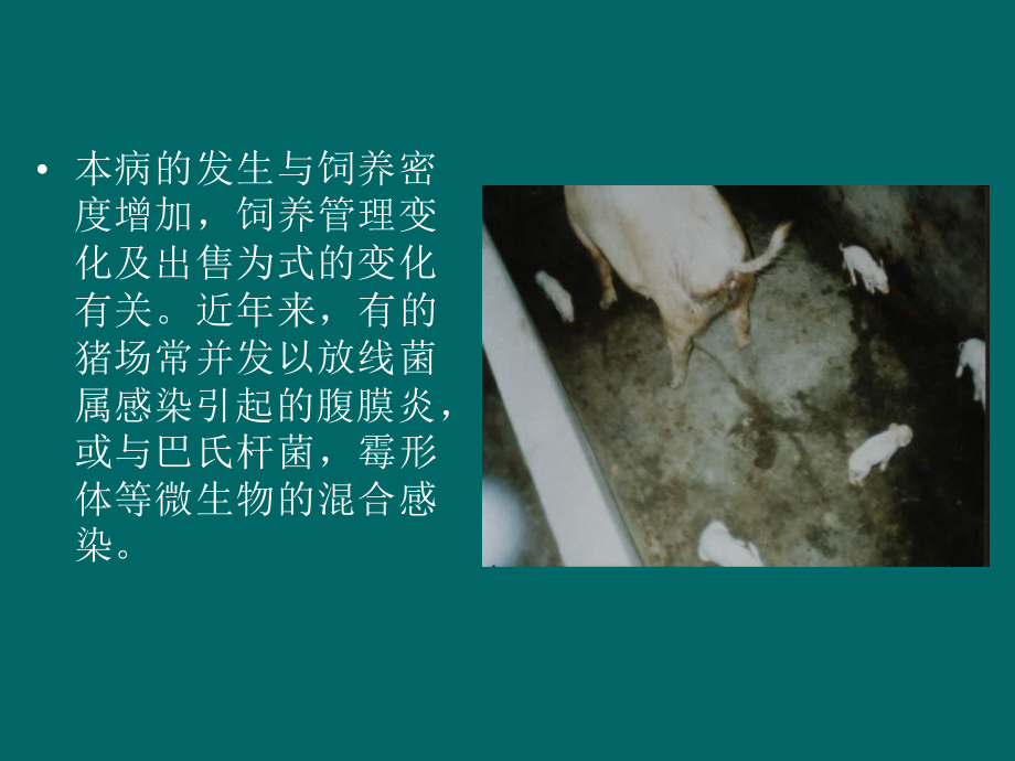 伪狂犬病.ppt_第3页