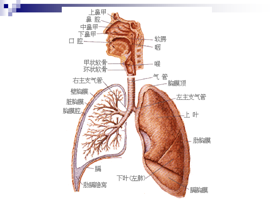 下呼吸道感染.ppt_第2页