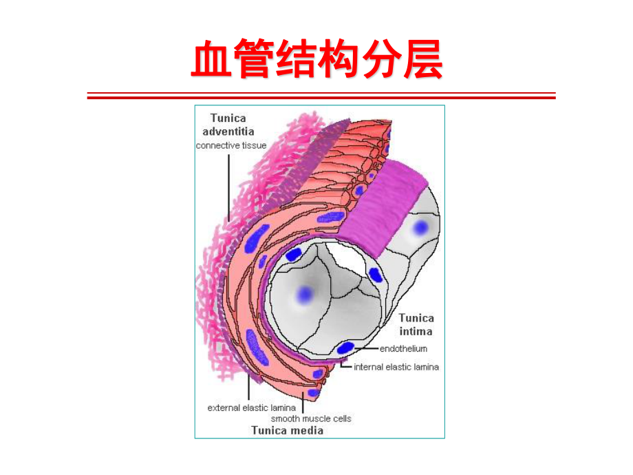 系统性血管炎诊治进展-梅长林.ppt_第3页