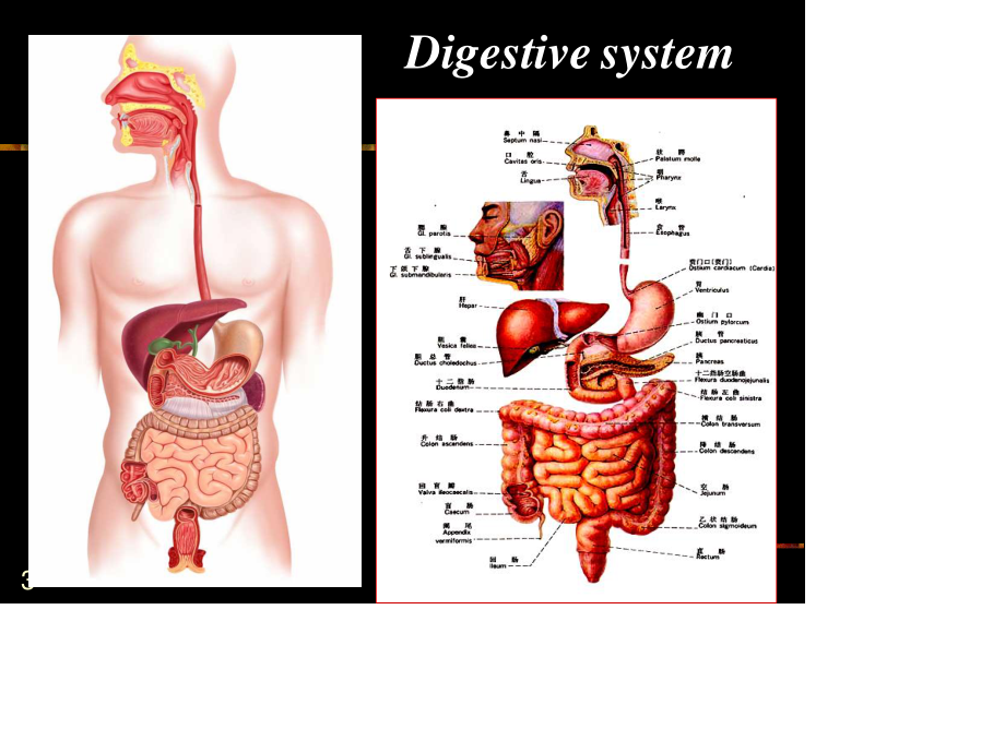 消化系统2013ppt.ppt_第3页
