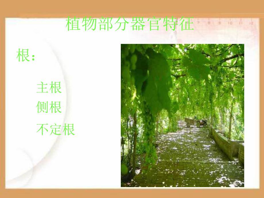 植物分类PPT课件.ppt_第2页