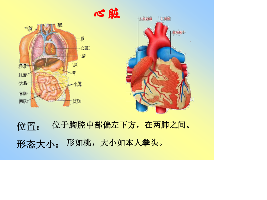 心脏-血液循环.ppt_第2页