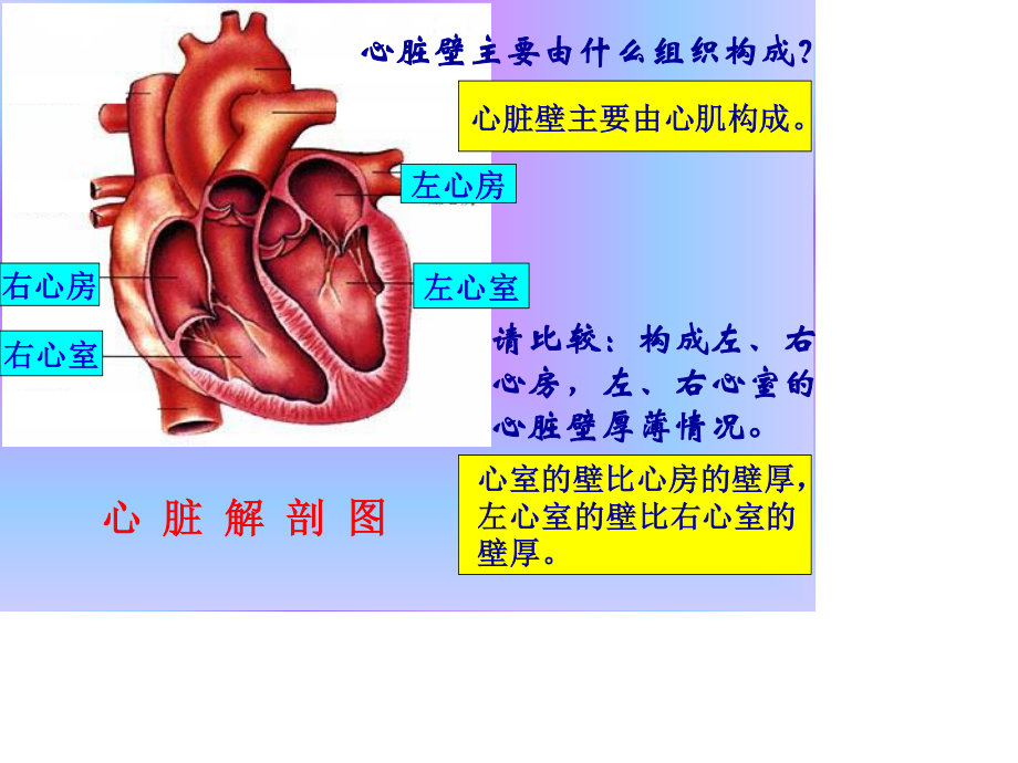 心脏-血液循环.ppt_第3页