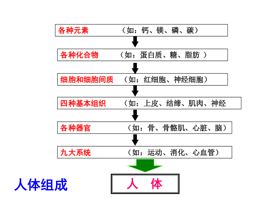 细胞和细胞间质ppt.ppt_第2页