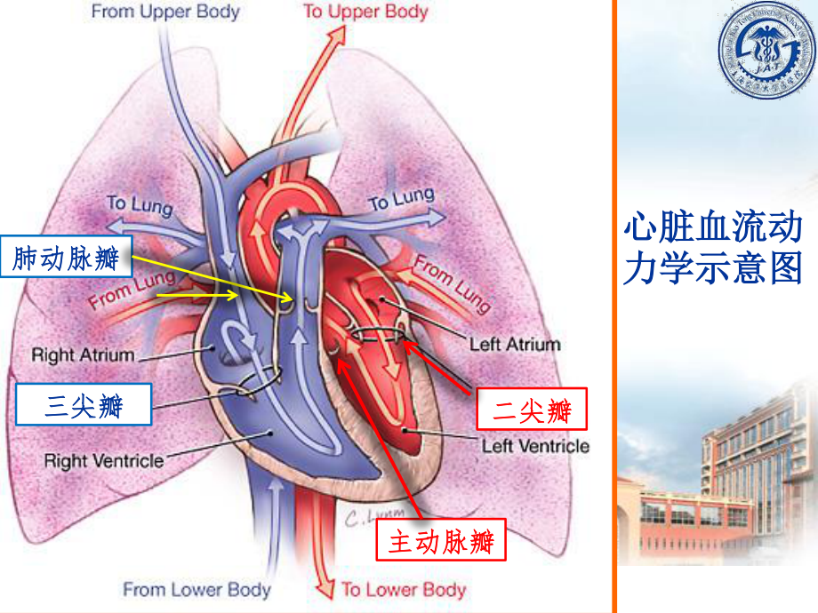 心瓣膜病2015(检验系)标准版.ppt_第2页