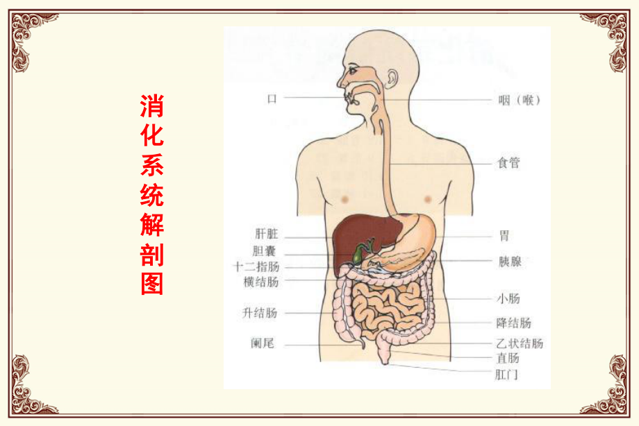 消化道用药.ppt_第2页