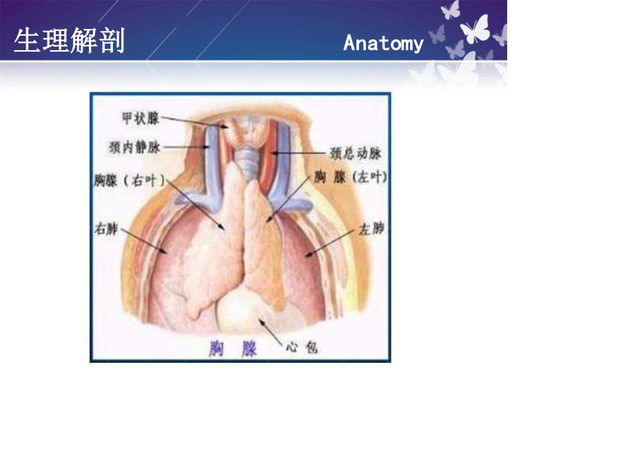 胸腺瘤-高双庆.ppt_第3页