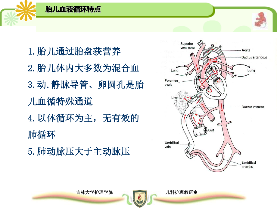 先天性心脏病.ppt_第3页