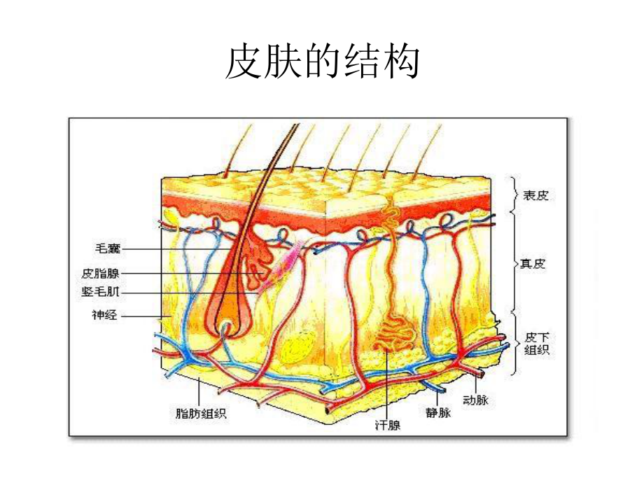 危重病人的皮肤病简介wyg.ppt_第3页