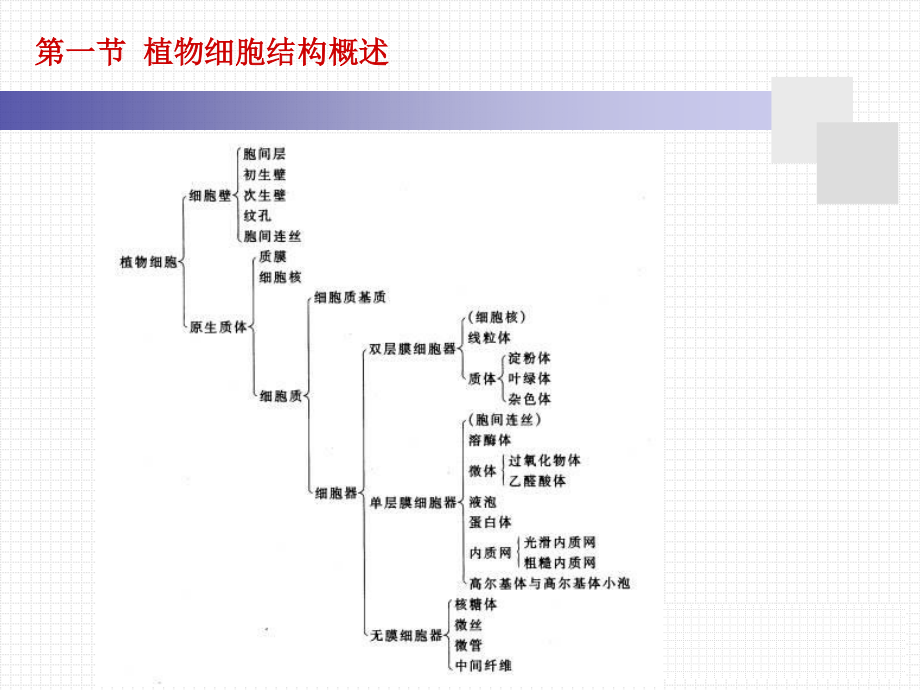 细胞壁的亚显微结构图解.ppt_第3页