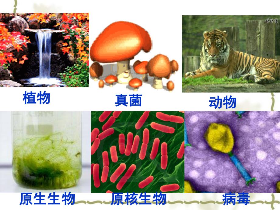 细胞中的原子及分子.ppt_第1页