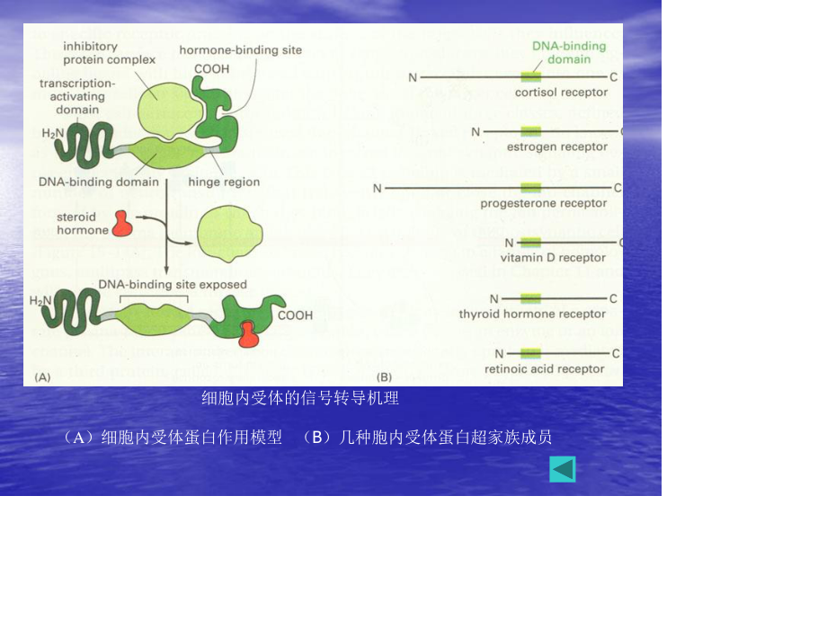 通过细胞内受体介导的信号传递(1).ppt_第2页