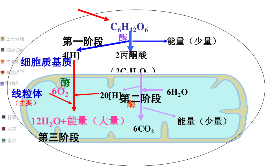 细胞呼吸适合一轮复习自己做的公开课.ppt_第3页