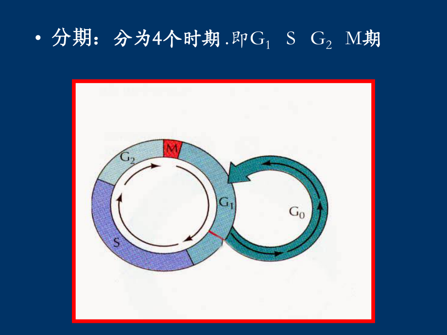 细胞增殖活性及原位检测.ppt_第3页