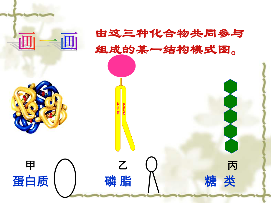 细胞膜及膜系统的结构和功能全解.ppt_第3页