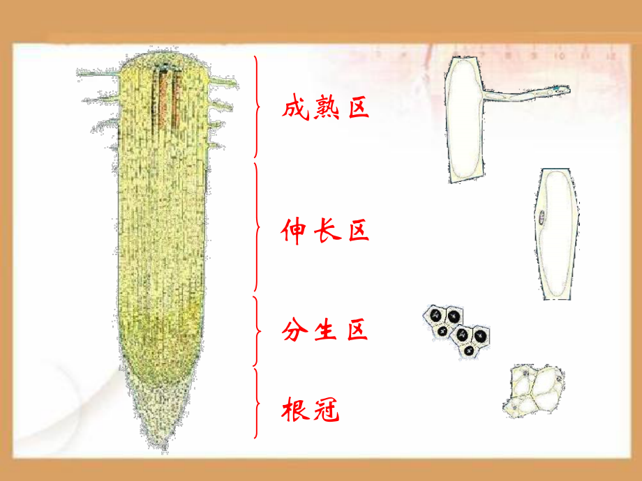 植物根的生长PPT课件.ppt_第3页