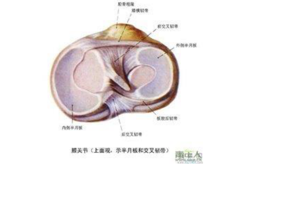 膝关节炎的锻炼.ppt_第3页